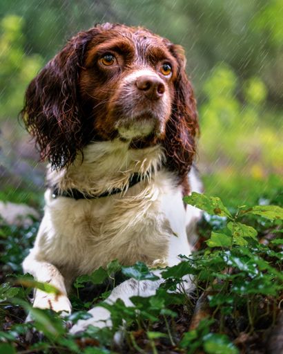 A vertical shot of an adorable English springer spaniel lying in a field during rainfall