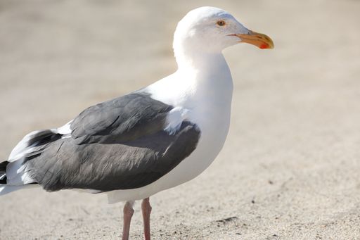 A selective focus shot of a seagull on a sandy beach