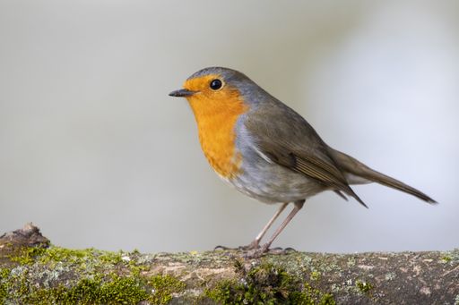 A selective focus shot of a beautiful European Robin standing on a moss-covered branch of a tree