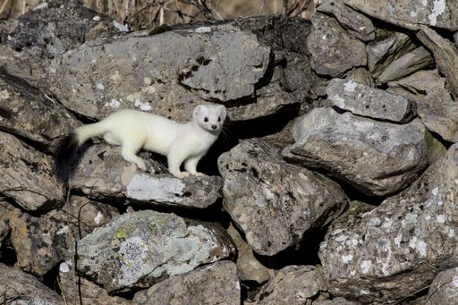 A cute little white weasel sitting on the bigs rocks under the sunlight