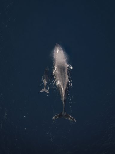 Aerial view of a mother whale and her calf swimming in deep blue ocean waters.