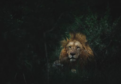 A closeup of a lion sneaking behind tall grasses at a forest