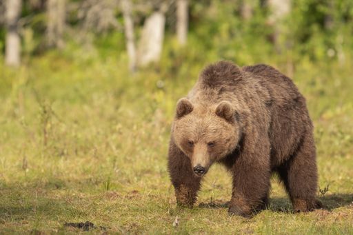 A closeup shot of a brown bear (Ursus arctos) walking in a Finnish bog on a sunny summer evening