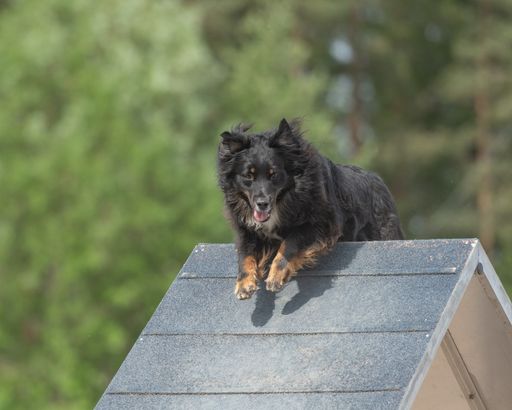 A closeup shot of an Australian shepherd climbs over a-frame