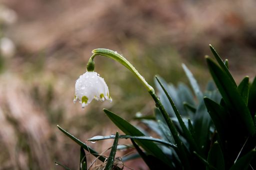 Close-up of a delicate snowdrop flower with dew drops on its petals, set against a blurred natural background.