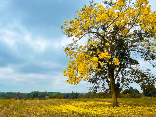 A tree with yellowing leaves in a field under the sunlight and a blue cloudy sky