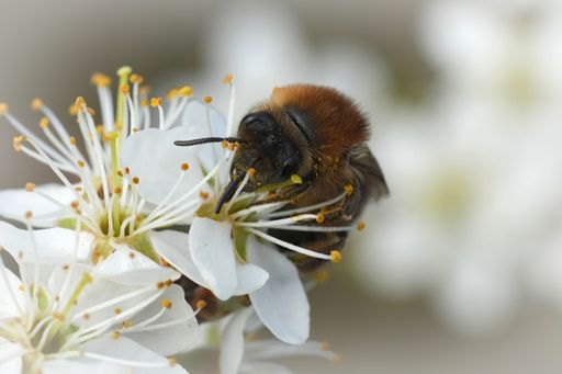 Detailed closeup on a female Early flying Cellophane bee, Colletes cunicularius on a white Blackthorn flower