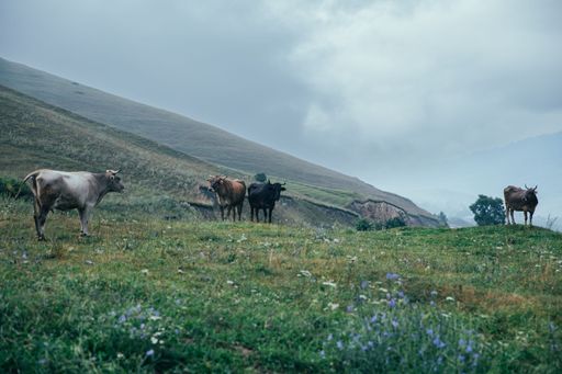 A serene countryside scene in a mountainous region, possibly in Armenia. Five cows are grazing on a lush, green hillside.