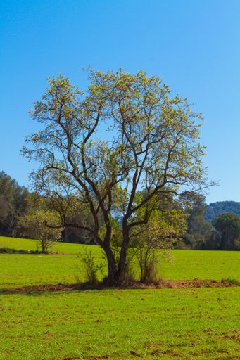 A vertical shot of a field covered in greenery under the sunlight and a blue sky