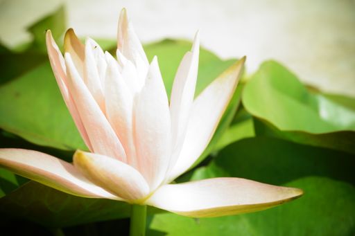 A closeup shot of a beautiful white lotus growing in a pond