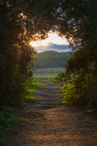 A vertical shot of a pathway in a field covered in greenery under the sunlight