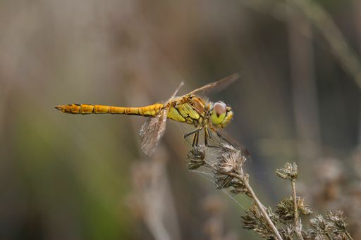 Closeup on a female Vagrant darter dragonfly, Sympetrum vulgatum against a blurred backgrund
