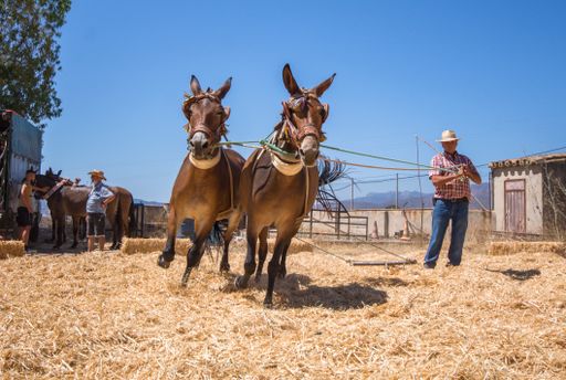 Spanish man on threshing board, separating cereals from their straw in a traditional way, Andalusia, Spain.