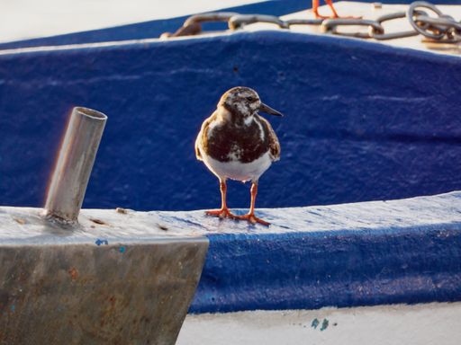 A closeup shot of a bird on the pool