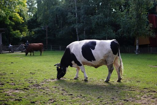A shallow focus shot of a black and white cow grazing on a farm