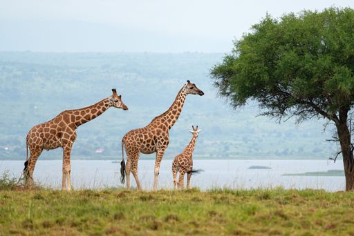 A tower of the  Baringo giraffes in the National Park in Uganda