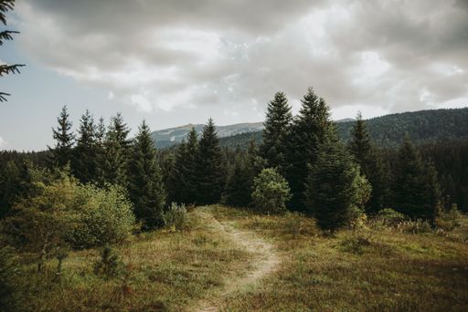 A narrow pathway on the forested hill under a cloudy sky
