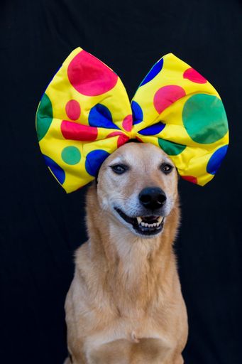 portrait of dog with a big bow tie with colorful polka dots on the head, on black background