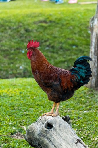 A vibrant rooster perched on a log in a lush green field, showcasing its colorful plumage
