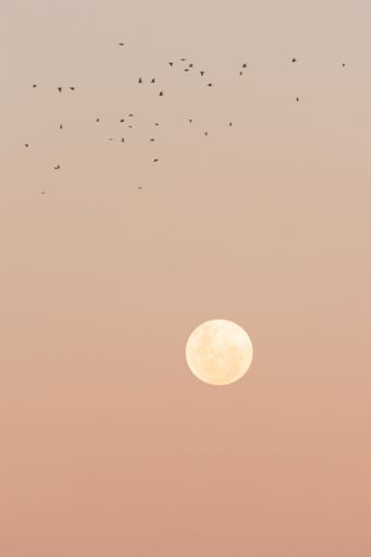 A serene view of a full moon with a flock of birds flying across a pastel sky during sunset