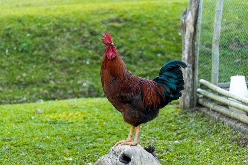 A proud rooster standing on a log in a grassy field with a fence in the background