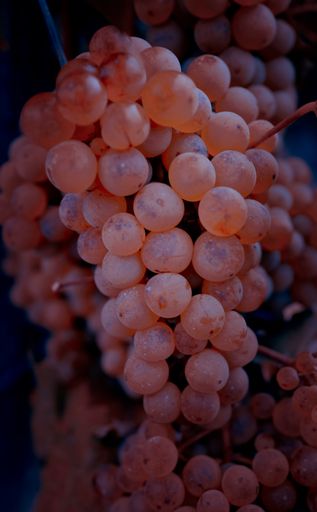 A vertical shot of fresh grapes