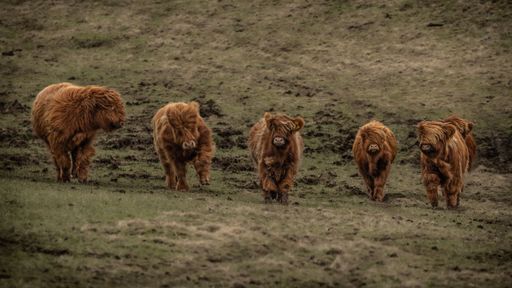 Highland cattle grazing on a grassy hillside, showcasing their distinctive long hair and horns in a natural setting.