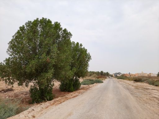 An empty pathway surrounded by greenery under a cloudy sky