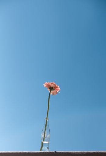 A single pink flower in a glass bottle against a clear blue sky, minimalistic and serene composition.