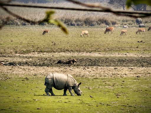 A rhinoceros grazes in a grassy field with cattle in the background at Kaziranga National Park, India, under a clear sky.