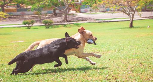 A panoramic shot of two adorable Labrador Retrievers running in a grasland