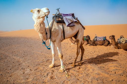A camel in the Sahara Desert with saddles and resting camels in the background under a clear blue sky.
