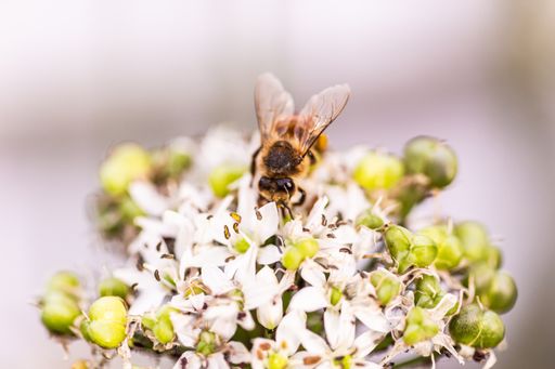 A macro shot of a bee pollinating a cow parsley flowering plant with bokeh light
