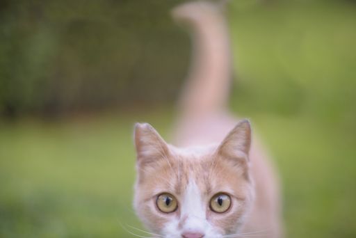 A closeup shot of a cat looking at the camera with its eyes wide open