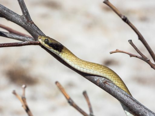 A close-up of a slender snake resting on a branch in a natural setting, showcasing its scales and sleek body.