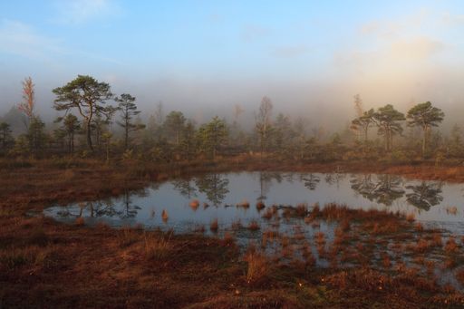 An eerie scenery of a swam in foggy weather in fall
