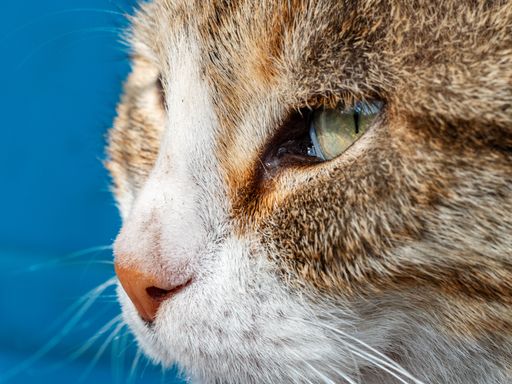 Close-up of a cat's eye and nose against a vibrant blue background, showcasing detailed fur texture.