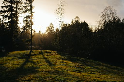A landscape of a field covered in greenery under the sunlight in the morning