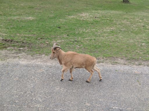 A closeup shot of a small goat walking
