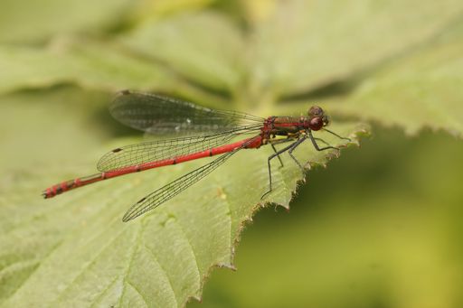 Closeup on the Small red damselfly, Ceriagrion tenellum sitting on a green leaf