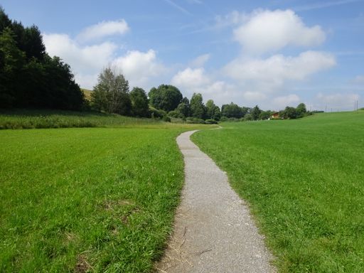 A path in a grassland with trees on a sunny, cloudy day