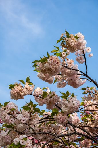A vertical low angle shot of beautiful freshly-blooming flowers on a tree under the bright sky
