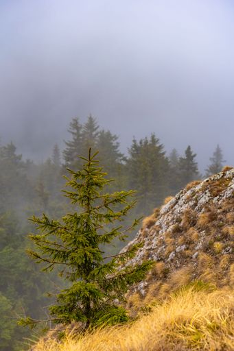 A solitary pine tree stands on a misty mountain slope, surrounded by lush greenery and rocky terrain, creating a serene natural scene.