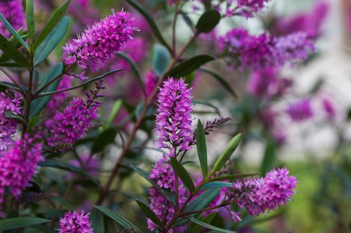 A closeup shot of beautiful purple Butterfly bush flowers with green leaves