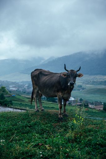 Standing proudly above a lush green valley, this cow keeps watch as low clouds brush the surrounding hills.