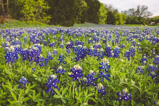 A vibrant field of bluebonnets in full bloom under a clear sky, surrounded by lush greenery.