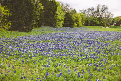 A field of vibrant bluebonnets in full bloom stretches across a lush green landscape under a cloudy sky in Texas.