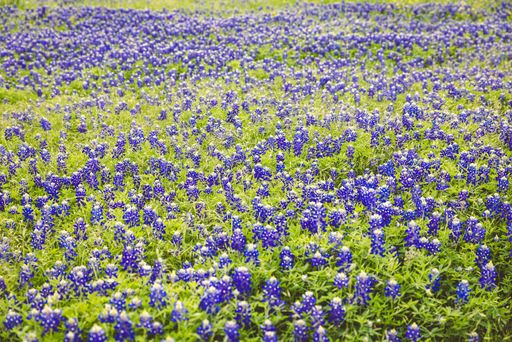 A vibrant field of Texas bluebonnets in full bloom, showcasing the beauty of springtime wildflowers.