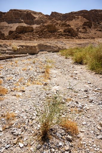 A dry, rocky desert landscape with sparse vegetation under a clear blue sky, highlighting the rugged terrain and arid climate.