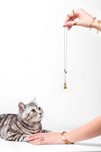 A cat attentively watches a hand holding a gold necklace, with a focus on jewelry and feline curiosity on a white background.